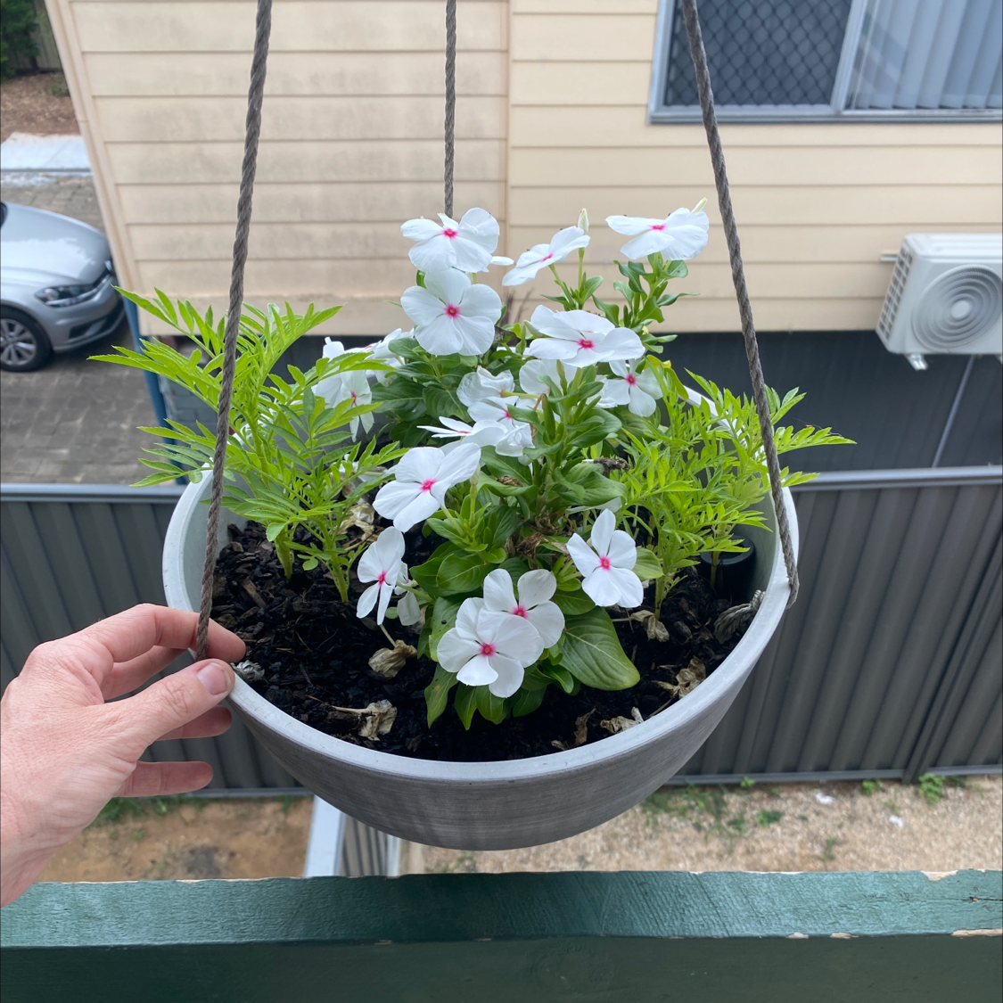 Hanging pot with a Bright Eyes plant, white flowers with pink centers, some browning leaves, hand holding the pot.