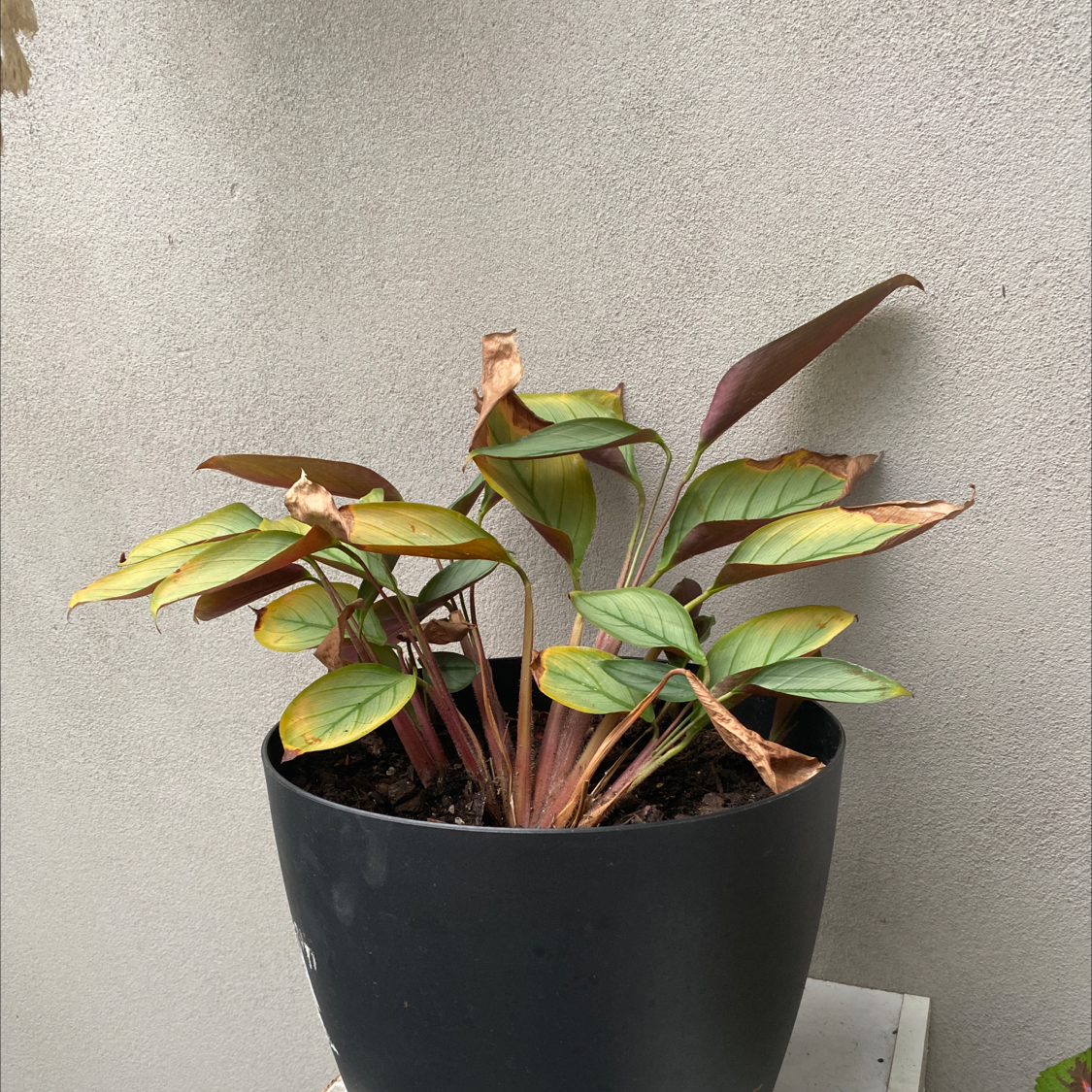 Potted Never Never Plant with yellowing and browning leaves, indicating potential health issues.