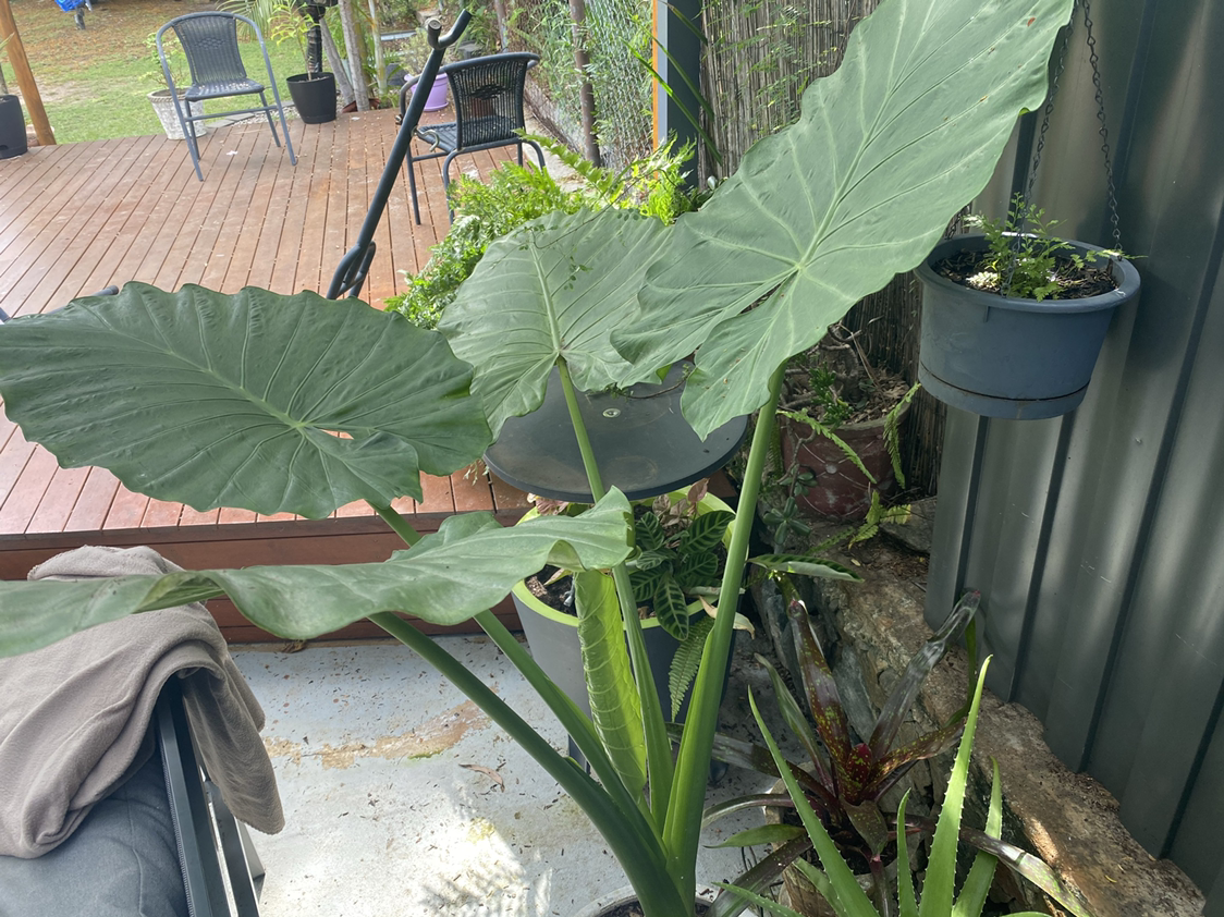Giant Taro plant with large green leaves in an outdoor setting.