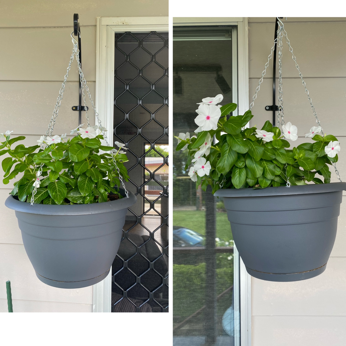 Hanging potted plant with green leaves and white flowers, identified as Bright Eyes.