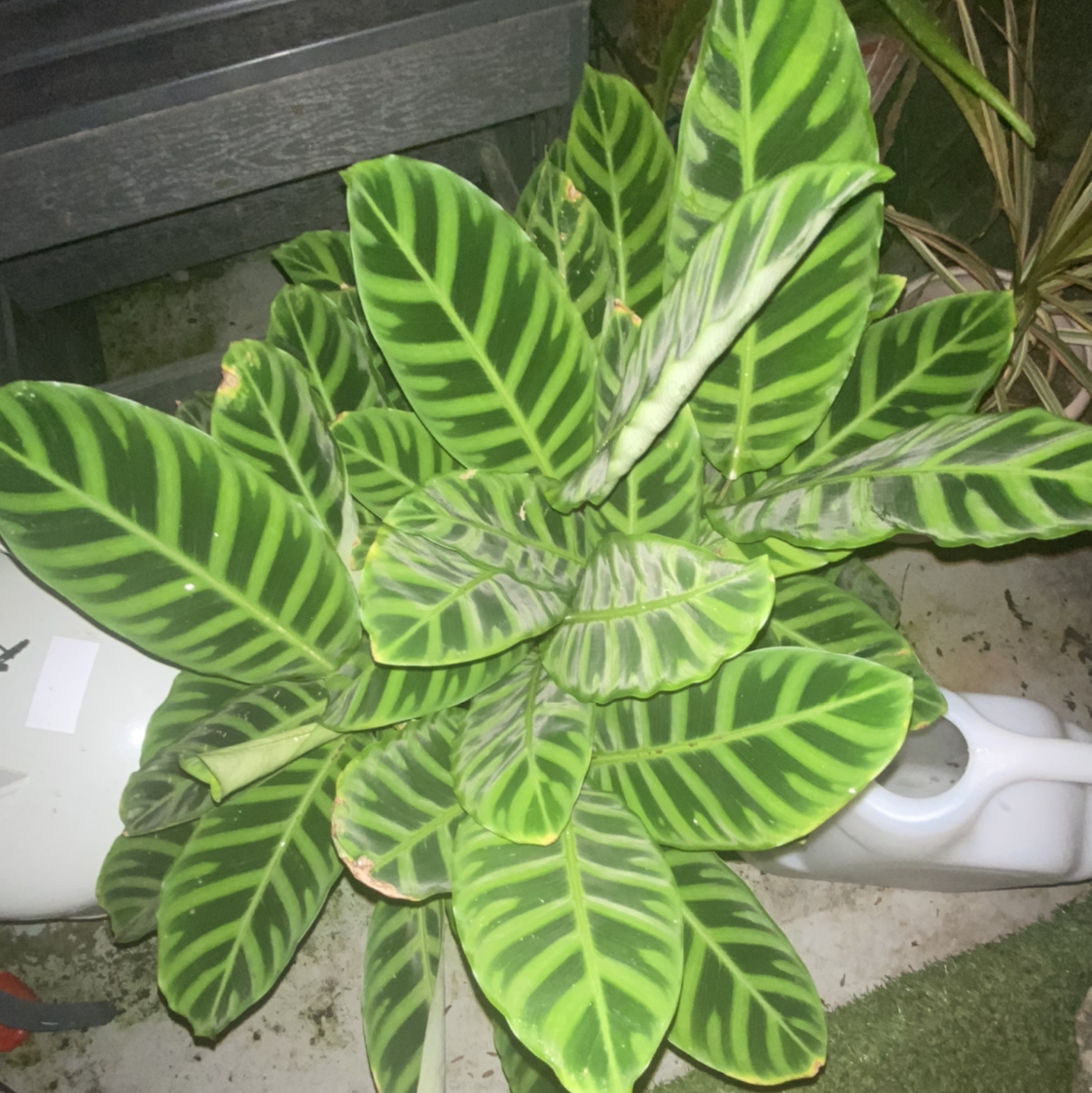 Zebra Calathea plant with vibrant green leaves featuring zebra-like stripes.