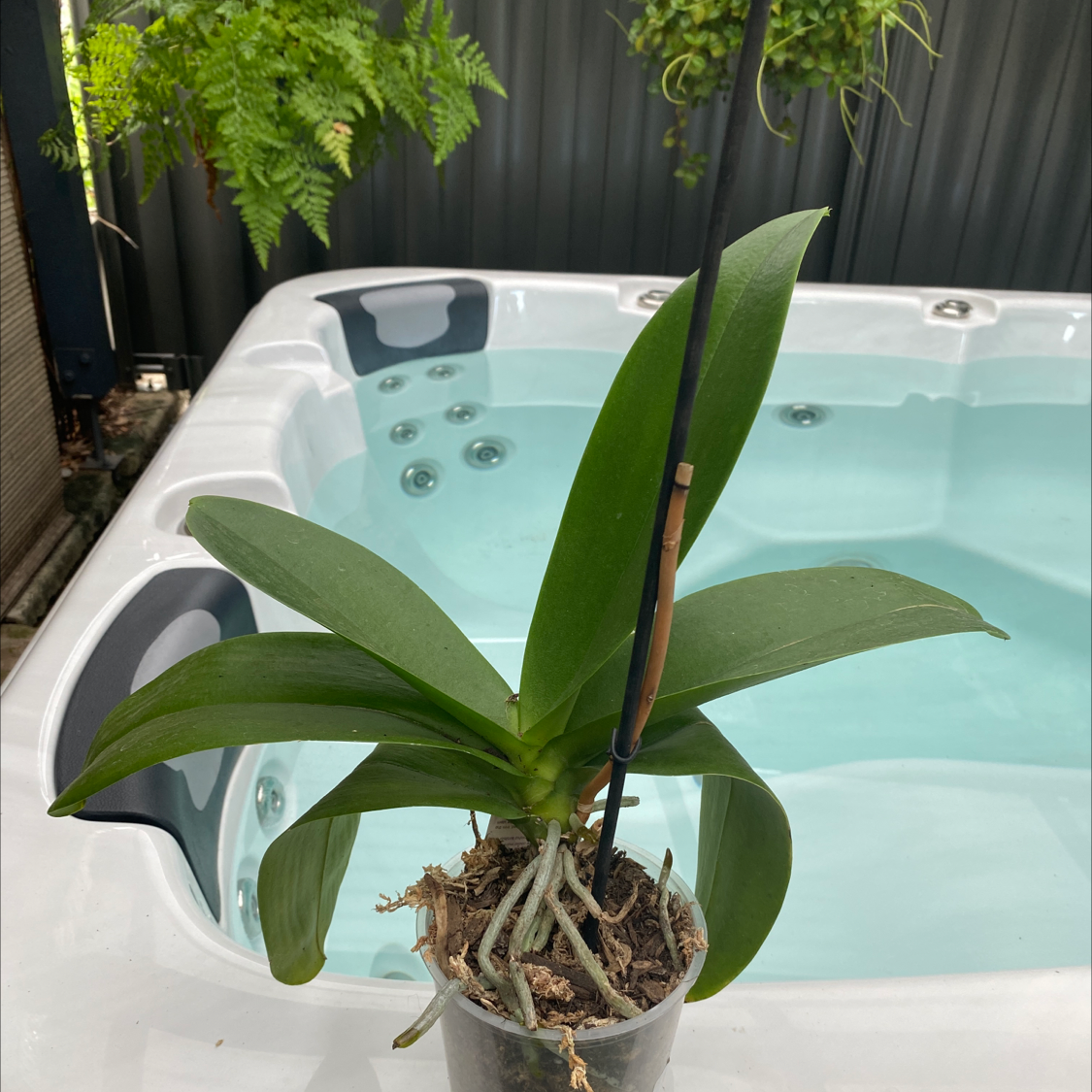 Cockleshell Orchid in a pot placed on the edge of a hot tub with healthy green leaves and visible roots.