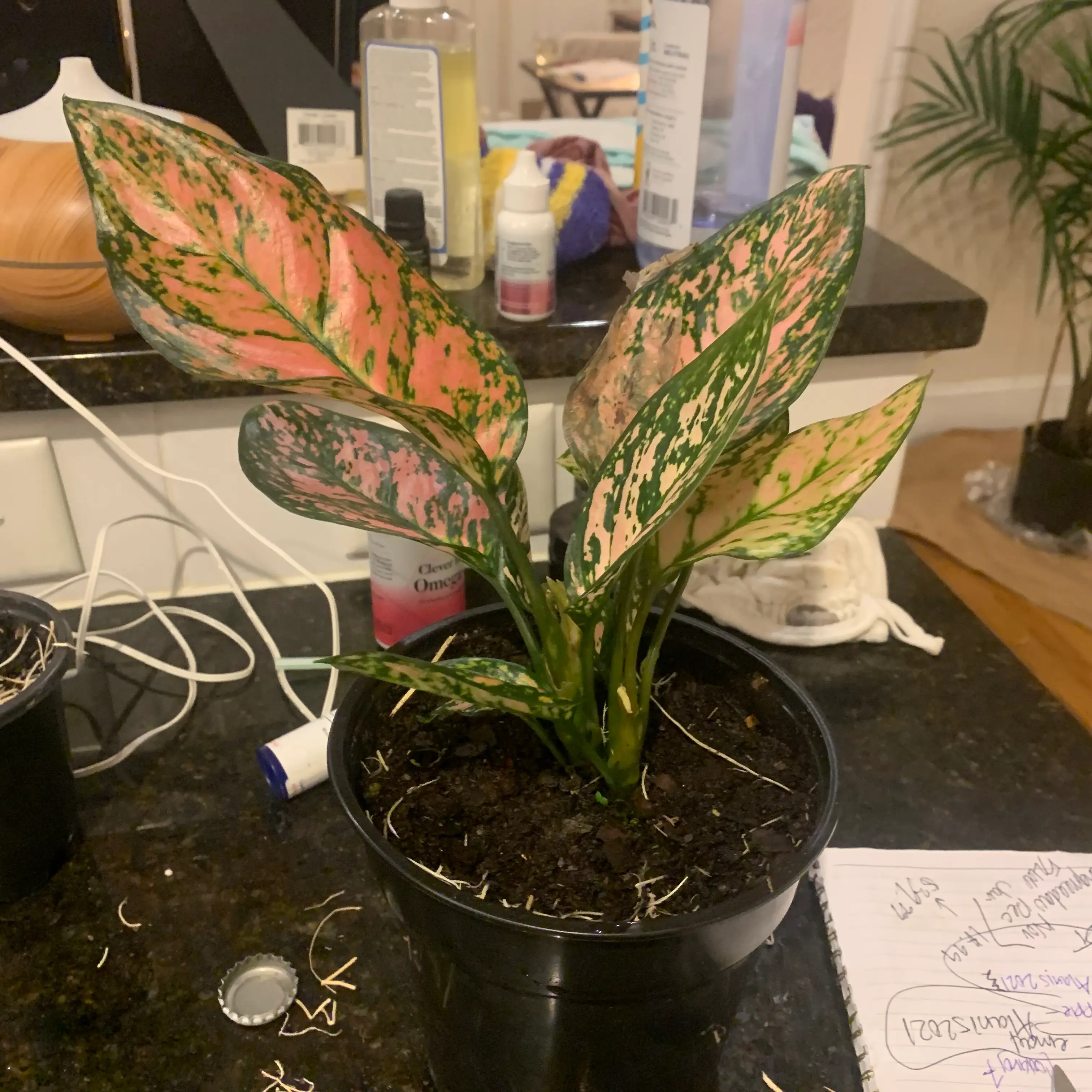 Chinese Evergreen 'Wishes' plant in a black pot with green and pink leaves.