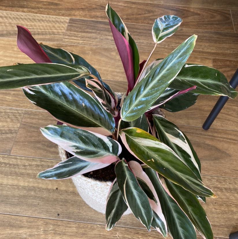 Never Never Plant with variegated leaves in a pot on a wooden floor.