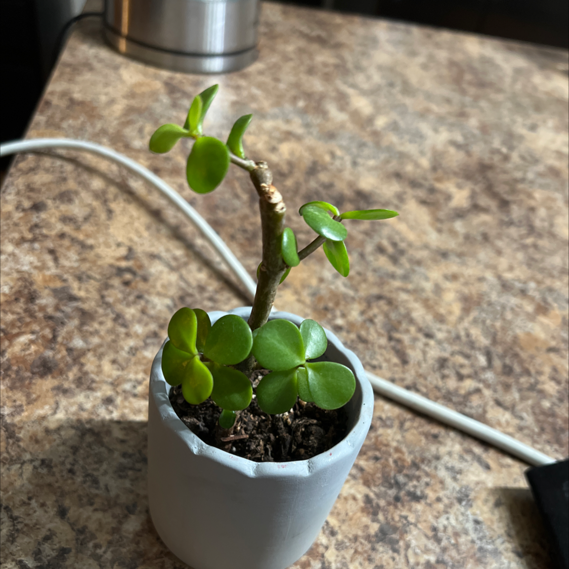 Elephant Bush plant photo by @Cricket named Cheeralie on Greg, the plant care app.