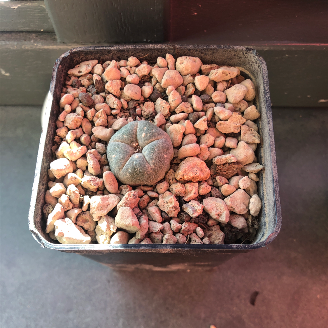 Peyote cactus in a pot with gravel, appears healthy.