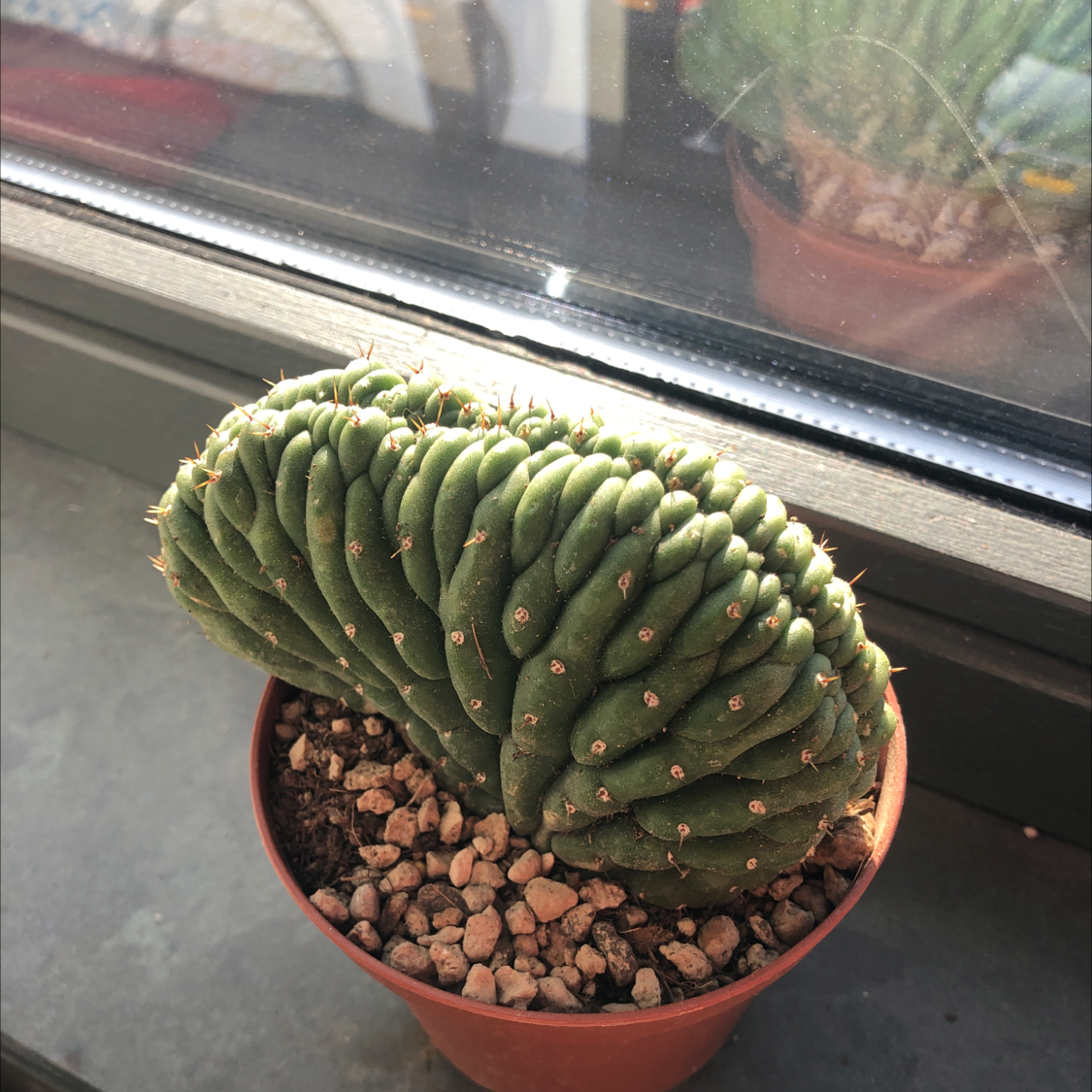 San Pedro Cactus in a small pot on a windowsill, healthy with visible soil.