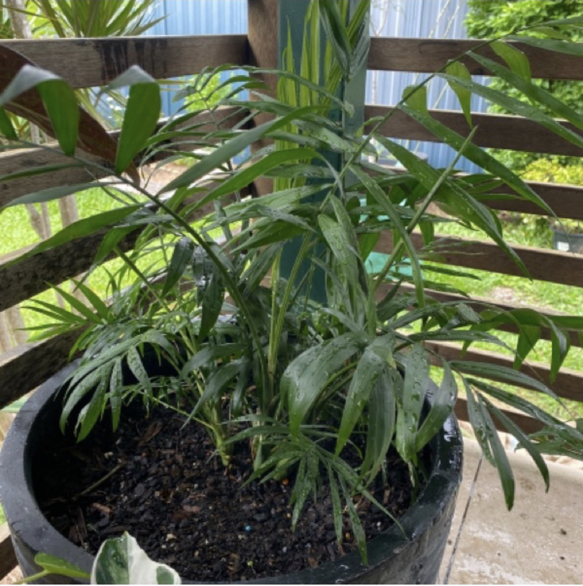 Parlour Palm plant photo by Renee named Parlour Palm on Greg, the plant care app.