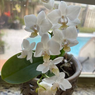 Phalaenopsis Orchid plant in Melbourne, Florida
