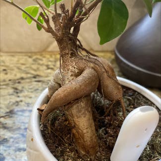 Ficus Ginseng plant in Melbourne, Florida