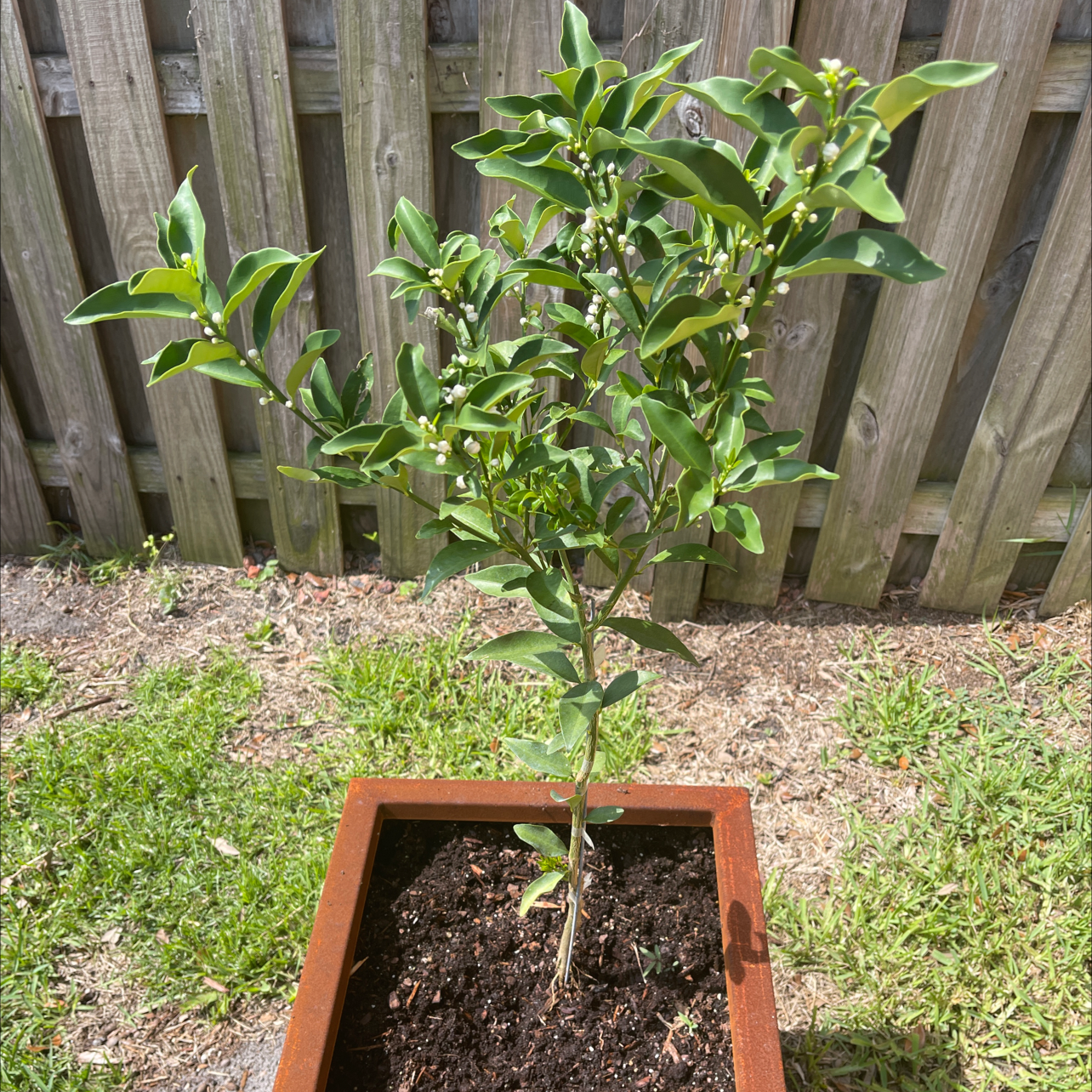 Oval kumquat plant in a rectangular pot with green leaves and small buds, placed outdoors.