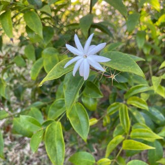 Angelwing jasmine plant in Melbourne, Florida