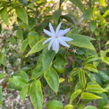 Photo of the plant species Angelwing jasmine by Maemibird named Jasmine and babies on Greg, the plant care app