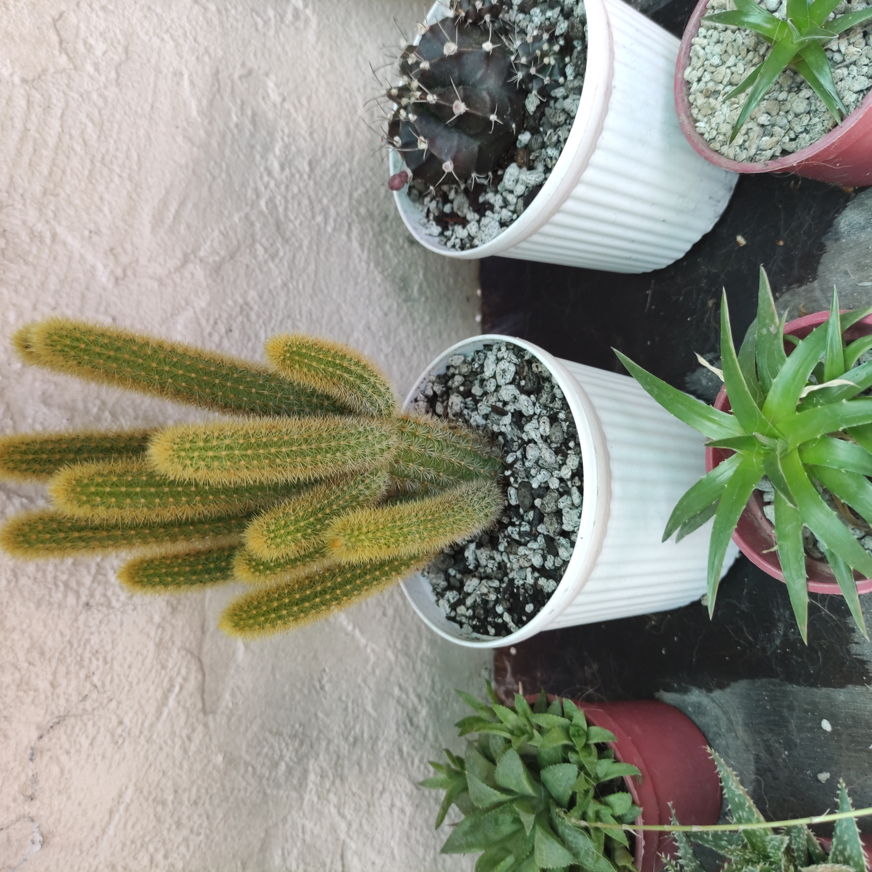 Golden Rat Tail cactus in a white pot, surrounded by other potted plants.