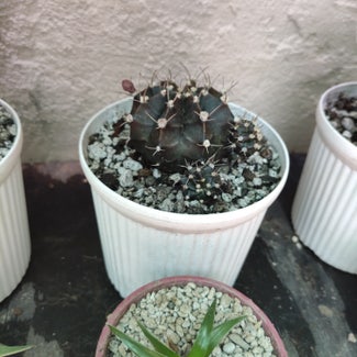 Moon Cactus plant in San Fernando, Central Luzon