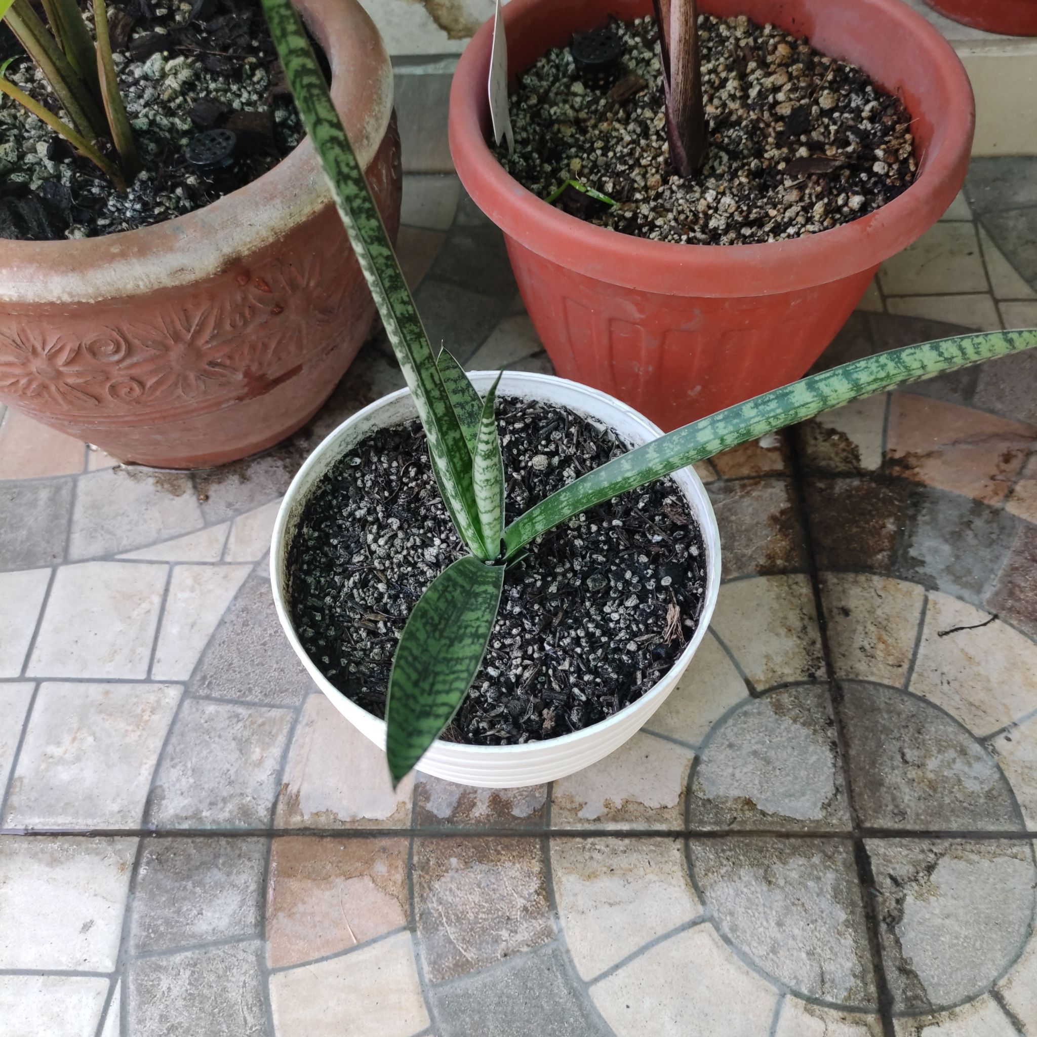 Sansevieria francisii plant in a white pot with visible soil, healthy leaves, and no signs of disease.
