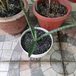 Sansevieria francisii plant