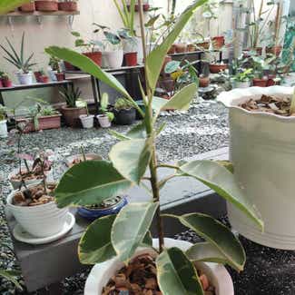 Variegated Rubber Tree plant in San Fernando, Central Luzon