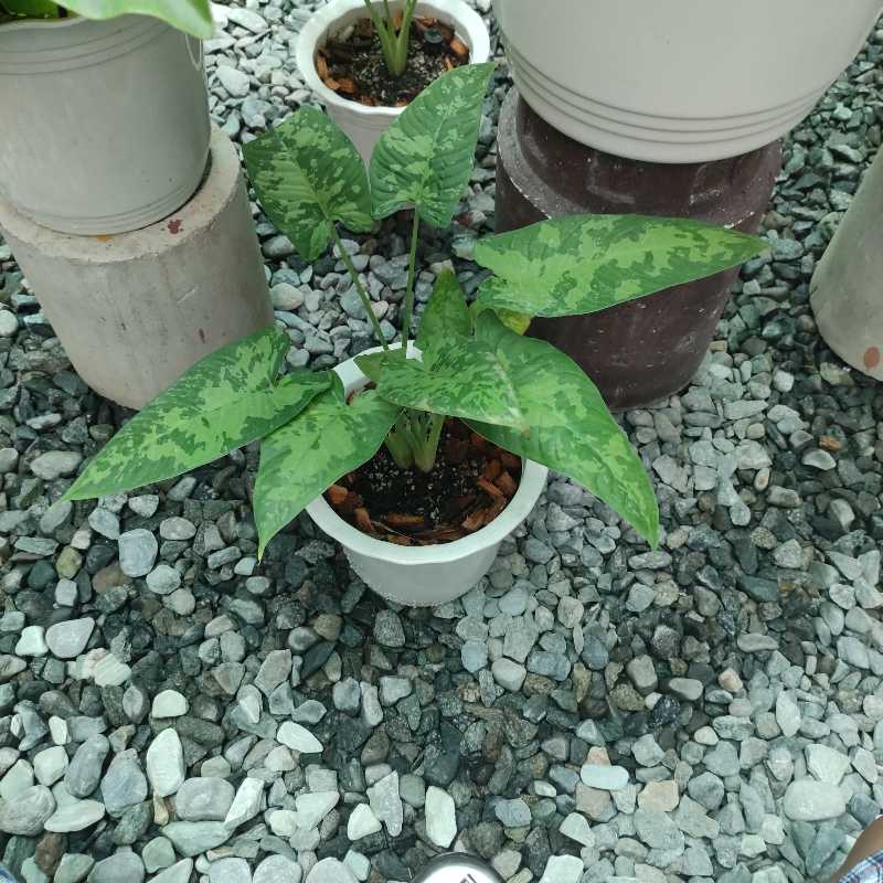 Potted Schismatoglottis wallichii plant with variegated green leaves on a gravel surface.