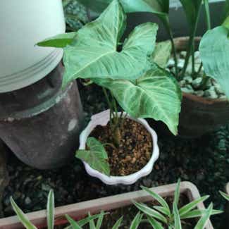 Syngonium 'White Butterfly' plant in San Fernando, Central Luzon
