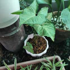 Syngonium 'White Butterfly' plant