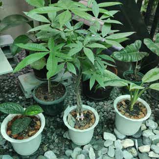 Money Tree plant in San Fernando, Central Luzon