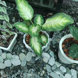 Dieffenbachia 'Camille' plant in San Fernando, Central Luzon