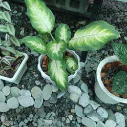 Dieffenbachia 'Camille' plant