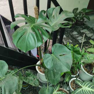 Monstera plant in San Fernando, Central Luzon