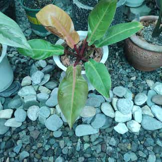 Philodendron 'Sun Red' plant in San Fernando, Central Luzon