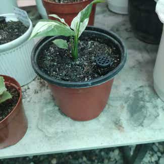 Domino Peace Lily plant in San Fernando, Central Luzon