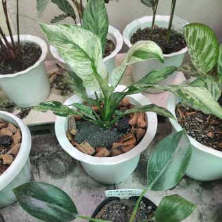 Domino Peace Lily plant in San Fernando, Central Luzon