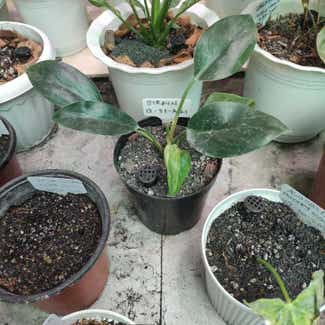Philodendron Birkin plant in San Fernando, Central Luzon