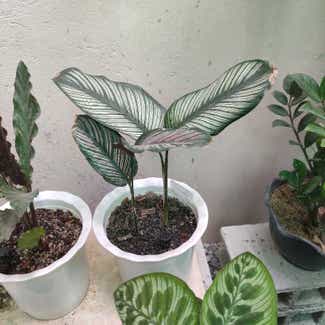 Pinstripe Calathea plant in San Fernando, Central Luzon