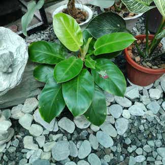Philodendron 'Moonlight' plant in San Fernando, Central Luzon