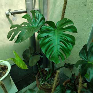 Monstera plant in San Fernando, Central Luzon