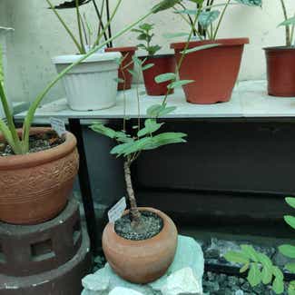 Phyllanthus mirabilis plant in San Fernando, Central Luzon