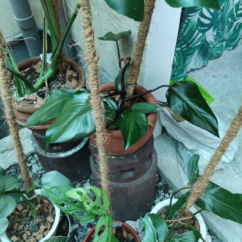 Multiple potted plants, including a healthy Royal Queen Philodendron with vibrant green leaves.
