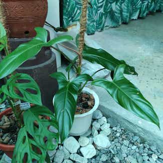 Philodendron mexicanum plant in San Fernando, Central Luzon