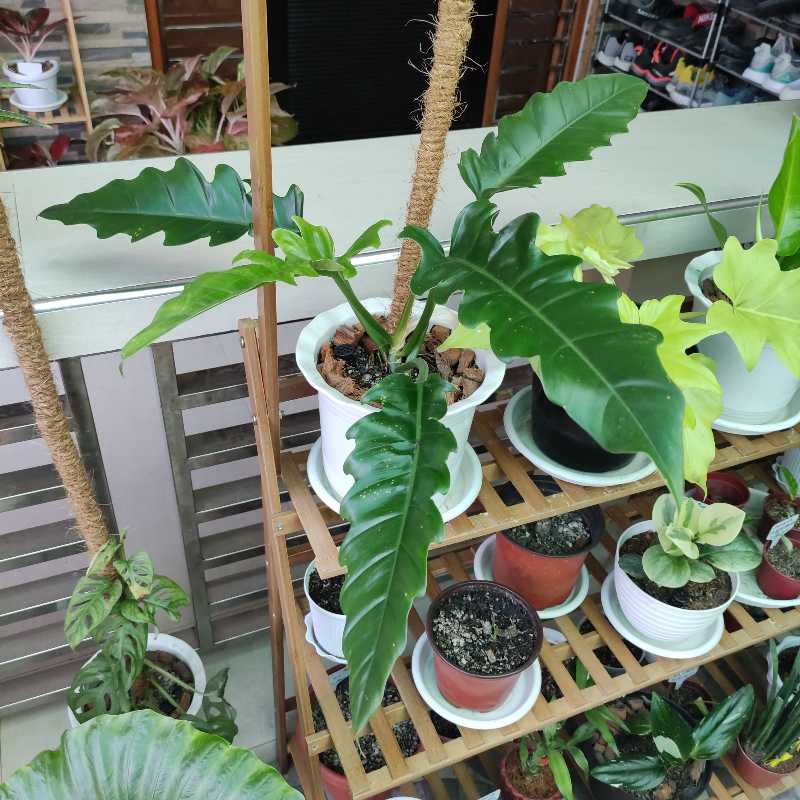 Philodendron Narrow Tiger Tooth plant in a white pot on a wooden shelf with other plants.