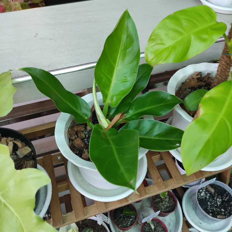 Philodendron 'Imperial Green' plant in a white pot with vibrant green leaves.