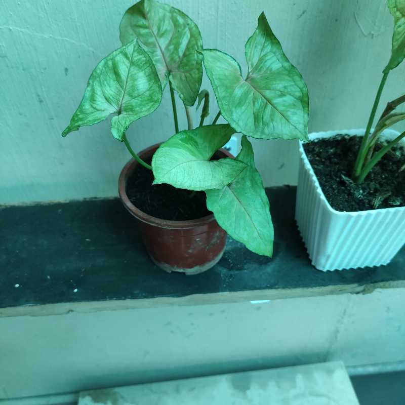 Photo of the plant species Syngonium 'Bright Allusion' by @Arashi1118 named Syngonium Pink Allusion on Greg, the plant care app