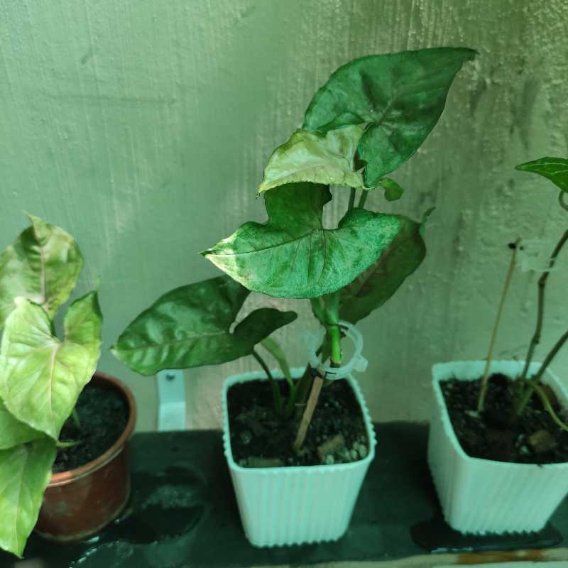 Photo of the plant species Syngonium 'Bright Allusion' by @Arashi1118 named Syngonium Pink Allusion on Greg, the plant care app