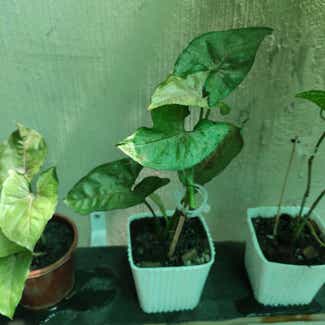 Syngonium 'Bright Allusion' plant in San Fernando, Central Luzon
