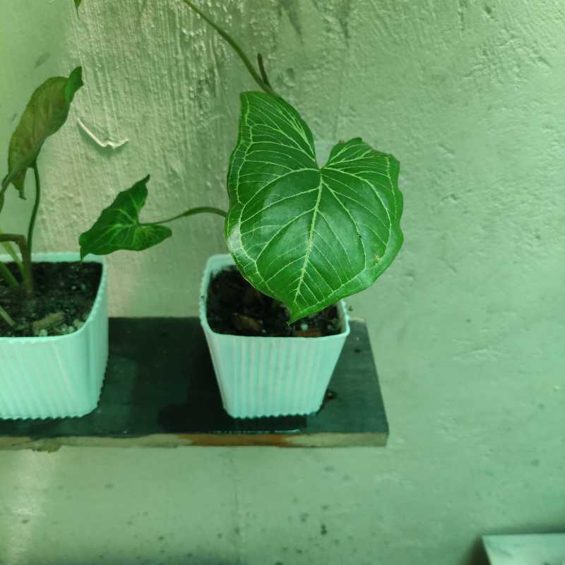 Photo of the plant species Syngonium 'Bright Allusion' by @Arashi1118 named Syngonium Bright Allusion on Greg, the plant care app