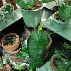 Alocasia 'Regal Shields' plant