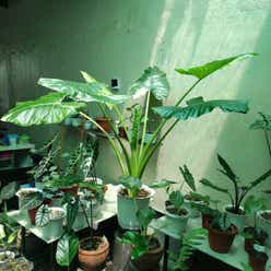 Variegated Alocasia plant