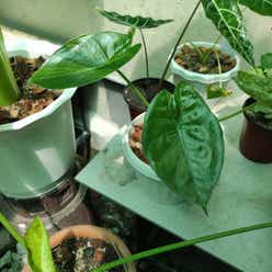 New Guinea Shield plant