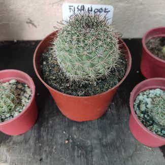 Hooked Cactus plant in San Fernando, Central Luzon