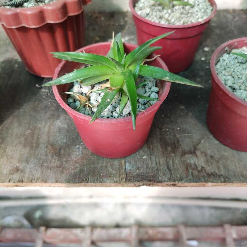 Photo of the plant species White Dyckia by @Arashi1118 named Succulent - Dyckia on Greg, the plant care app